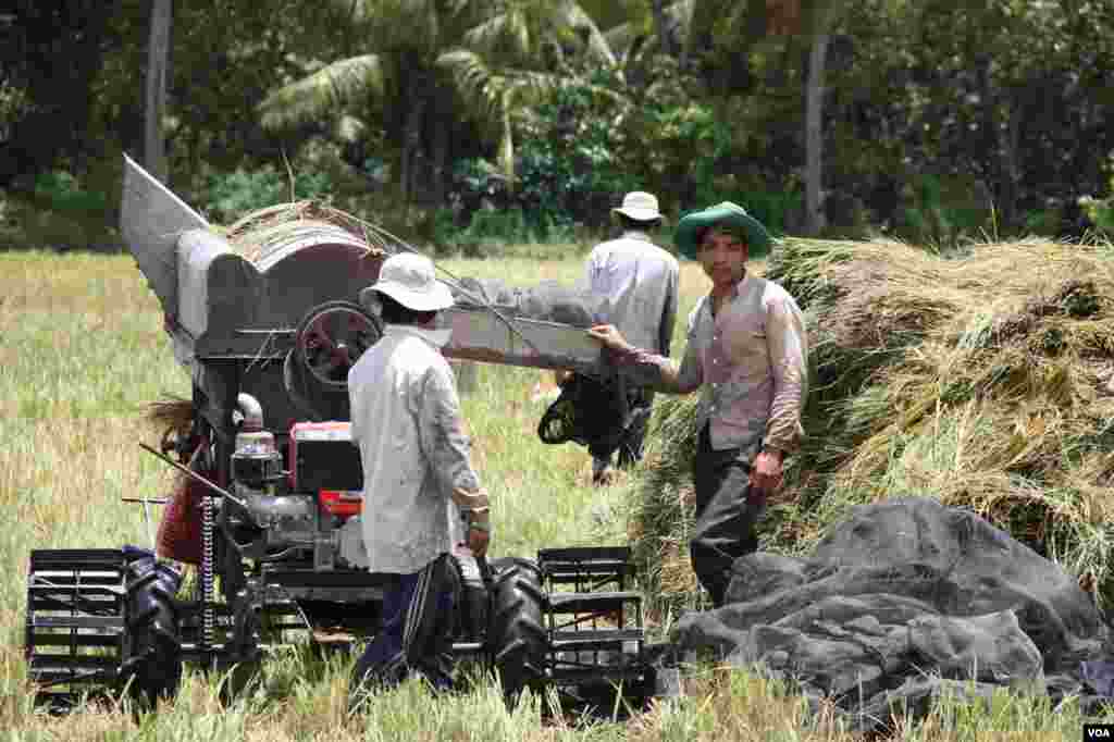 ຄົນງານປູກເຂົ້າ ໃຊ້ເຄື່ອງຈັກ ແຍກເມັດເຂົ້າອອກຈາກຮວງ ແທນວິທີຟາດເຂົ້າ ຄືສະໄໝ່ແຕ່ກີ້, ເມືອງ Tien Giang, ຫວຽດນາມ, ວັນທີ 14 ກັນຍາ 2012. (D. Schearf/VOA)