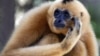 A yellow-cheeked crested gibbon relaxes in a cage at Cambodia's Phnom Tamao Zoo in Takeo province, about 45 kilometers (28 miles) south of Phnom Penh, Cambodia, Friday, Aug. 29, 2008. 