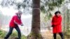 Mayor of Oslo Marianne Borgen and Lord Mayor of Westminster, Councillor Ruth Bush, saw a tree which will stand at Trafalgar Square in London for Christmas, in Olso, Norway.