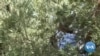 In Palestinian Olive Harvest, Cruelty -- and Compassion -- on Display 