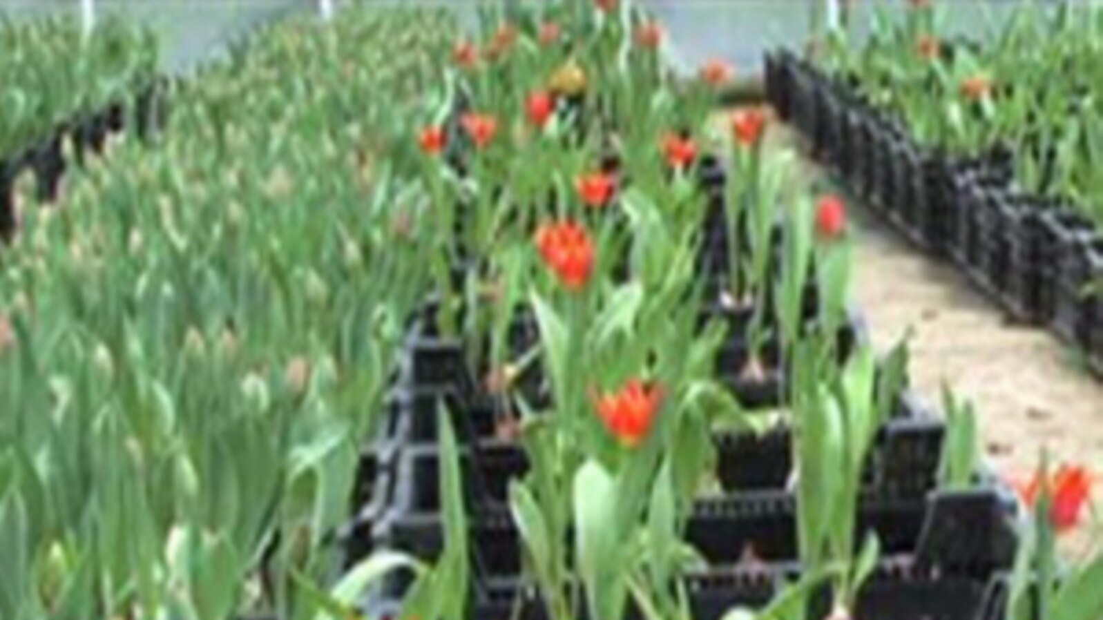 Virginia Factory Turns Out Tulips by the Millions