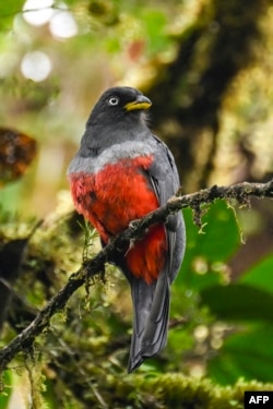 A slaty-tailed trogon perches astatine  the El Gran Sabalo Indigenous Reservation adjacent   El Diviso, Narino department, Colombia, connected  Aug. 31, 2024.