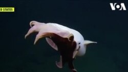 Une rare octopus repéré au fond de l'océan Pacifique (vidéo)