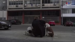 Երեք ամիս Պերուում մնացած արգենտինացին ցանկանում է վերադառնալ հայրենիք, սակայն` իր շների հետ: