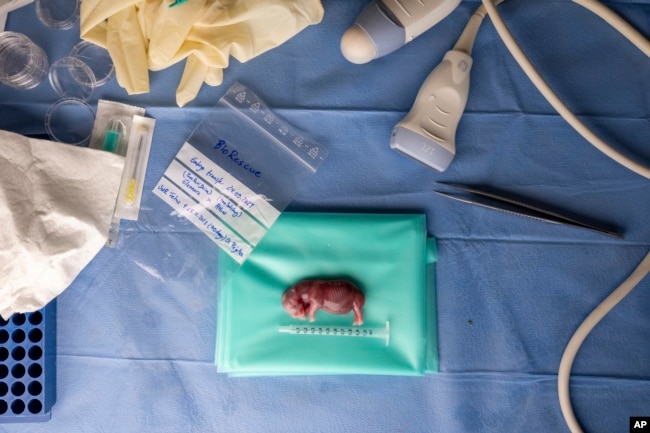 FILE -This photograph released by the Leibniz Institute for Zoo and Wildlife Research shows a white rhinoceros embryo that was created in a lab and later transferred into a southern white rhino surrogate mother, in Kenya Nov. 29, 2023. (Jon Juarez/IZW via AP)