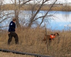 Laramie County Sheriff's Office deputy Mel Gothard follows a search dog named Copper around a lake on the outskirts of Cheyenne, Wyo., Wednesday, Nov. 16, 2016. Divers searched the lake unsuccessfully for the remains of 13-month old baby.