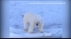 海冰融化将北极熊驱向灭绝