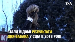 День Бабака: Американський бабак Філ прогнозує ще 6 тижнів зими. Відео