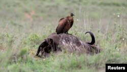 FILE - A vulture stands on top of an African buffalo carcass at Nairobi National Park near Nairobi, Kenya, May 12, 2017.