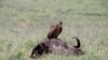 FILE - A vulture stands on top of an African buffalo carcass at Nairobi National Park near Nairobi, Kenya, May 12, 2017.