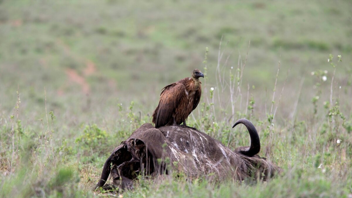 Endangered Vultures Killed for Rituals in Nigeria