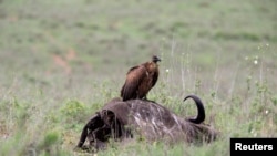 FILE - A vulture stands on top of an African buffalo carcass at Nairobi National Park near Nairobi, Kenya, May 12, 2017.