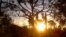FILE - Sun shines through trees.