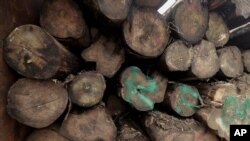 Logs are covered with an old marking system that certifies the legality of wood, in the back of a truck at a government checkpoint in Chepo, Panama, Oct. 7, 2019.