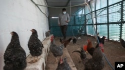 A migrant collects eggs at the San Matias shelter in Ciudad Juarez, Mexico on Februarry 9, 2022. (AP Photo/Christian Chavez)