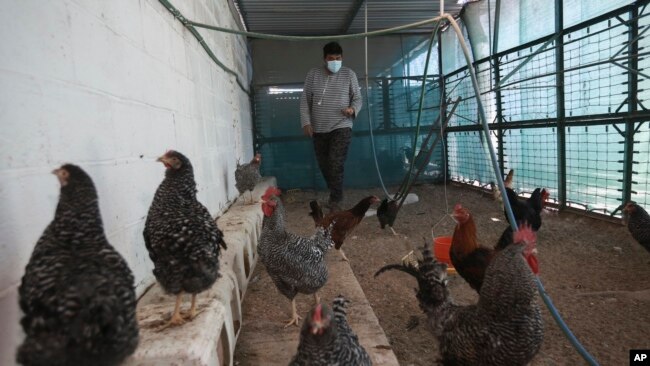 A migrant collects eggs at the San Matias shelter in Ciudad Juarez, Mexico on Februarry 9, 2022. (AP Photo/Christian Chavez)