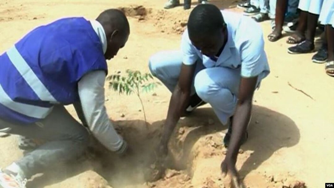 Students plant a tree in Pitoua town, near Garoua, Cameroon, Feb. 10 2018. (M. Kindzeka/VOA)