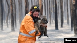 Adelaide wildlife rescuer Simon Adamczyk is seen with a koala rescued at a burning forest near Cape Borda on Kangaroo Island, southwest of Adelaide, Australia. (Credit: AAP Image/David Mariuz)