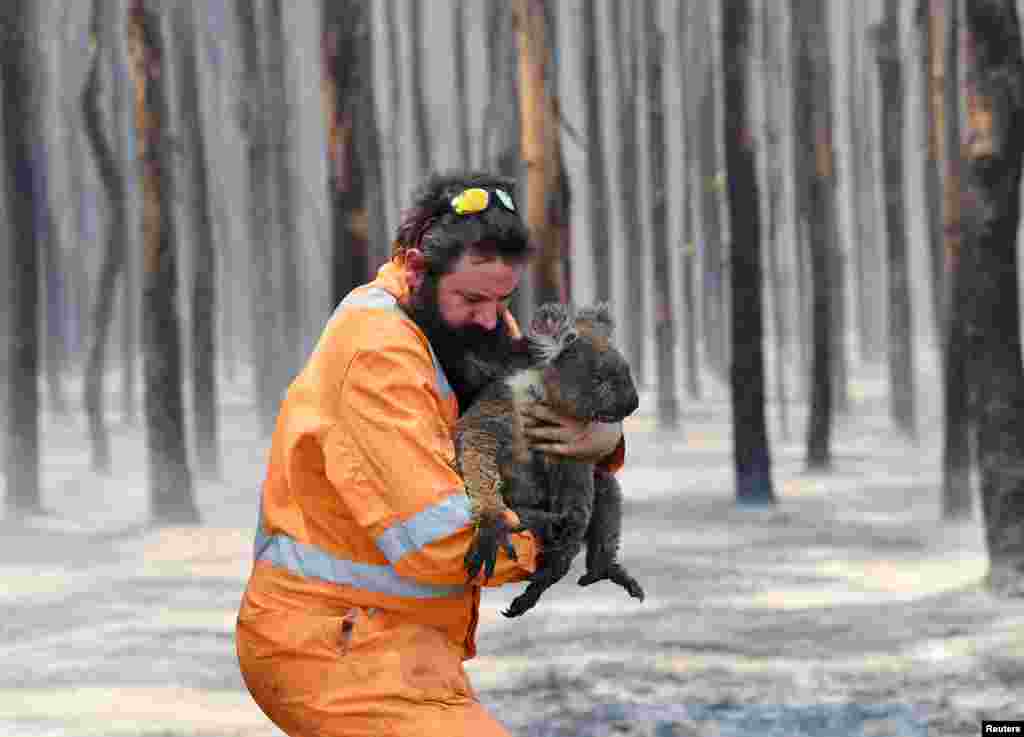 Adelaide wildlife rescuer Simon Adamczyk is seen with a koala rescued at a burning forest near Cape Borda on Kangaroo Island, southwest of Adelaide, Australia. (Credit: AAP Image/David Mariuz)