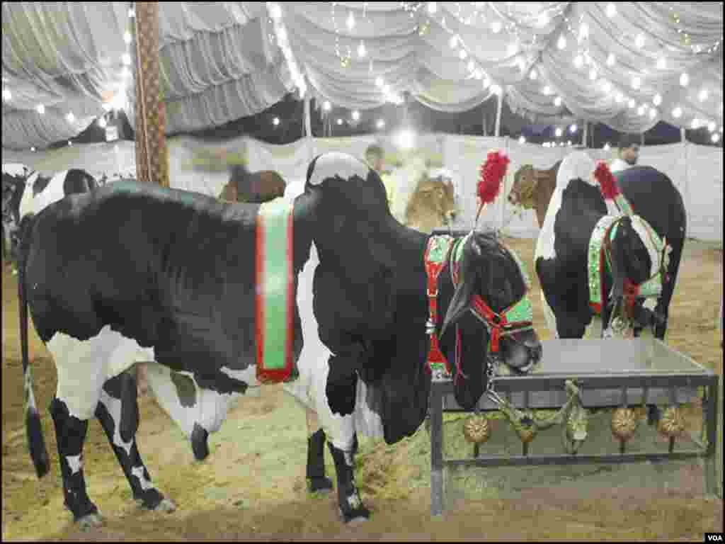 منڈی میں روشنی اور دیگر سہولتوں کا مناسب انتظام ہے اور یہاں رات کے اوقات میں بھی خریداروں کی آمد کا سلسلہ جاری ہے 