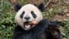 圣地亚哥动物园公布的照片显示大熊猫云川在中国四川省吃食物。(2024年4月25日)