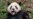 Una pareja de pandas gigantes viajará de China a San Diego dentro de un acuerdo de conservación