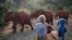 FILE - Foreign visitors take photographs as baby orphaned elephants return back for feeding time after spending the day in Nairobi National Park, at the David Sheldrick Wildlife Trust elephant orphanage in Nairobi, Kenya.