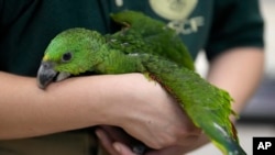 Carolyn Page Smith, especialista en cuidado de animales, sostiene un joven loro amazónico de nuca amarilla en Loxahatchee, Florida, el viernes 19 de mayo de 2023. Según una denuncia penal, un contrabandista fue atrapado con 29 huevos de loro. en el Aeropuerto Internacional de Miami cuando los huevos comenzaron a eclosionar en su equipaje de mano. (Foto AP/Rebecca Blackwell)