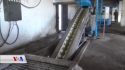 Li Kobanê Dema Çinîn û Berhevkirina Zeytûnan