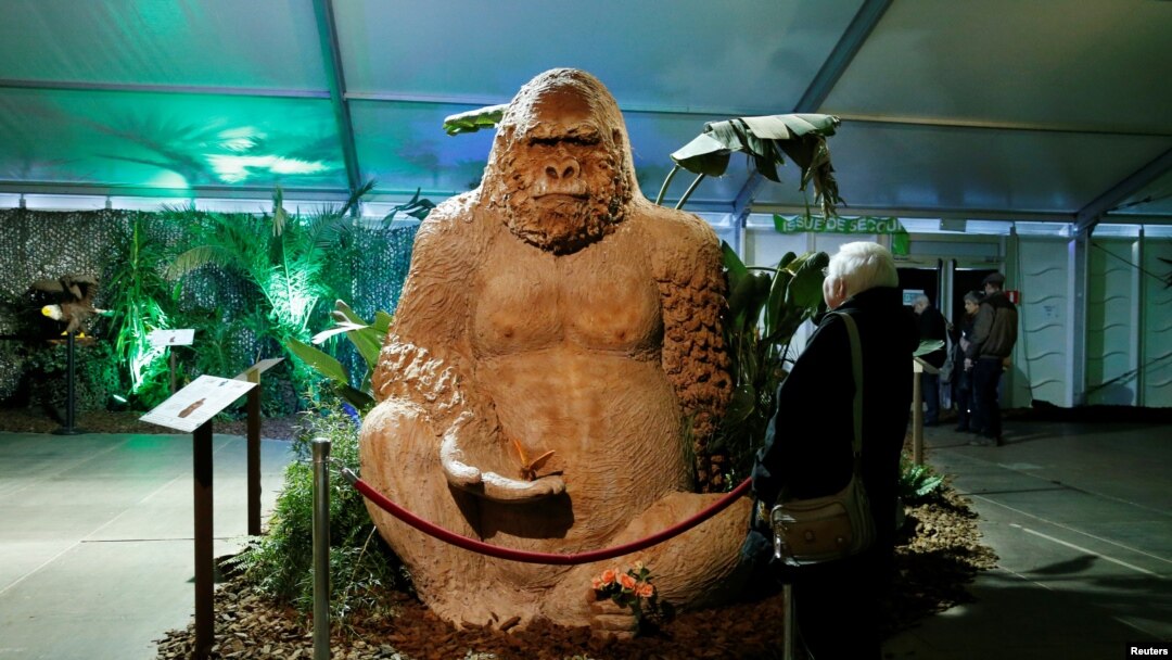Seorang pengunjung mengamati patung gorila cokelat dalam festival patung cokelat di Durbuy, Belgia, 29 Maret 2018.