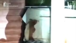 Медведь на помойке