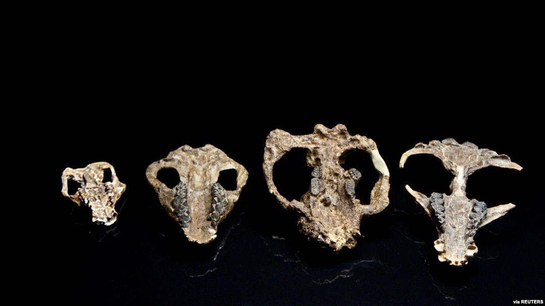 Four fossilized mammal skulls collected from the Corral Bluffs site in Colorado, dating from the aftermath of the mass extinction of species 66 million years ago, are left to right, Loxolophus, Carsioptychus, Taeniolabis, Eoconodon, Oct. 24, 2019.