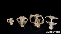 Four fossilized mammal skulls collected from the Corral Bluffs site in Colorado, dating from the aftermath of the mass extinction of species 66 million years ago, are left to right, Loxolophus, Carsioptychus, Taeniolabis, Eoconodon, Oct. 24, 2019.