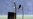 Liar! Liar! African Bird Uses Elaborate Ruse to Steal Food