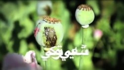 Narcotics - Herat