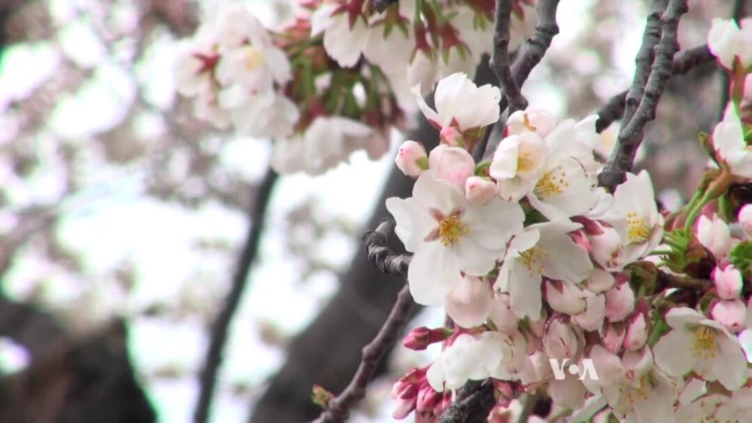 Celebrate Cherry Blossoms with Sakura Sunday at National Harbor on