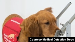Dogs can learn to sniff out various diseases. (Courtesy - Medical Detection Dogs)