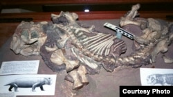 Lystrosaurus on display at the Albany Museum in Grahamstown, South Africa. (Credit: Ken Angielczyk)