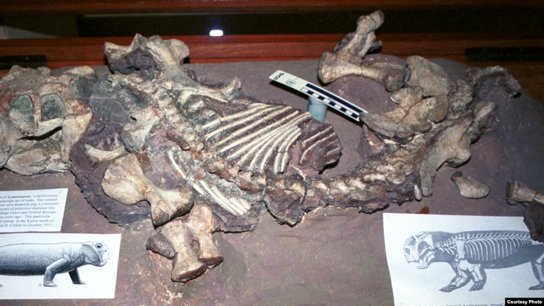 Lystrosaurus di Museum Albany, Grahamstown, Afrika Selatan. (Foto: Ken Angielczyk)