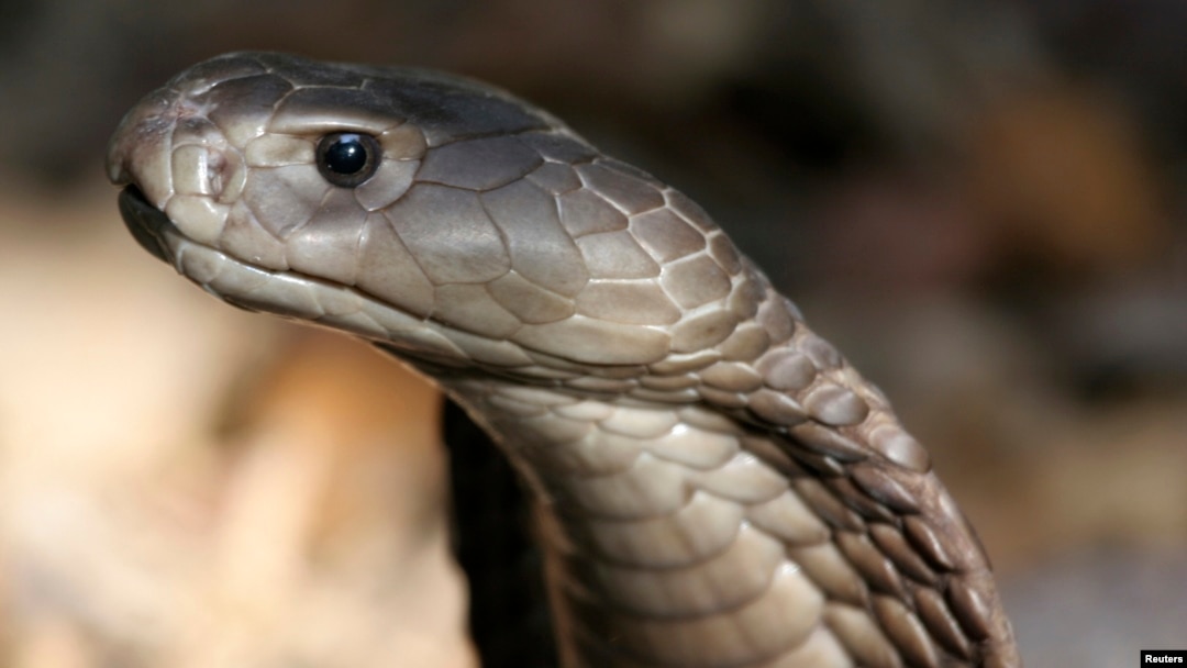 A Naja Ashei, a giant spitting cobra measuring nearly nine feet and carrying enough venom to kill at least 15 people, is seen in this picture released by WildlifeDirect. 