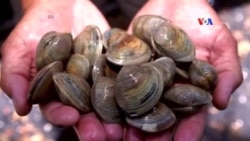 SHORT VIDEO: Ռեստորանի թանկարժեք գտածոն