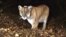 Foto del puma conocido como P-22 que caza en el Parque Griffith de Los Ángeles y que se cree se comió un koala del zoológico de la ciudad.