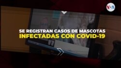 Se registran casos de mascotas infectadas con COVID-19