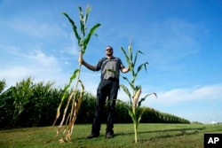 Cameron Sorgenfrey holds a tall corn stalk next to a short corn stalk along one of his fields, Sept. 16, 2024, in Wyoming, Iowa.