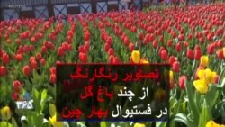 تصاویر رنگارنگ از چند باغ گل در فستیوال بهار چین