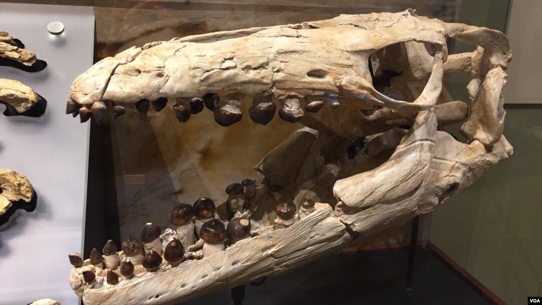 Salah satu fosil "mosasaur" yang ditemukan di tebing jurang di Angola kini dipamerkan di Smithsonian's National Museum di Washington, DC. 