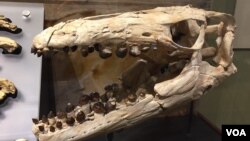 Salah satu fosil "mosasaur" yang ditemukan di tebing jurang di Angola kini dipamerkan di Smithsonian's National Museum di Washington, DC. 