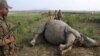 Afrique du Sud: 1.175 rhinocéros braconnés en 2015