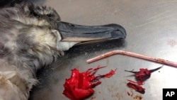 Photo provided by the Commonwealth Scientific and Industrial Research Organization shows a dead shearwater bird rests on a table next to a plastic straw and pieces of a red balloon found inside of it on North Stradbroke Island, off the coast of Brisbane, Australia, Dec. 2016.