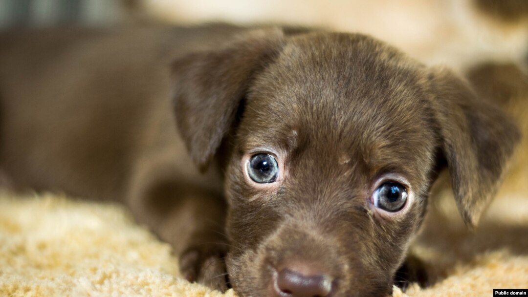 dog puppy